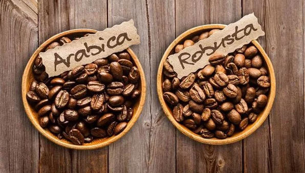 hạt cà phê Arabica và Robusta